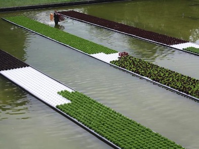 Floating field of lettuce