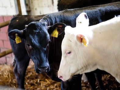 Rosie (black calf)