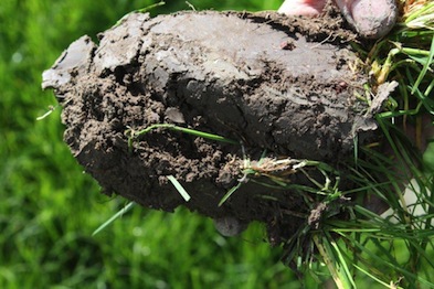 Mild loam guarantees excellent grassland