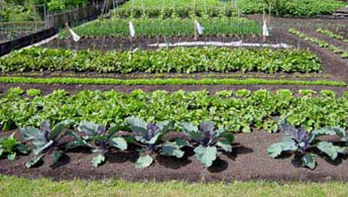 Vegetables on urban allotment