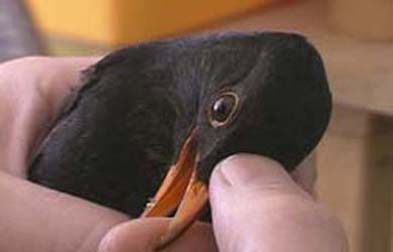 Rescued bird in residence with Marcus Coates
