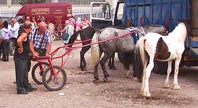 Horsetrading