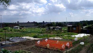Urban allotment