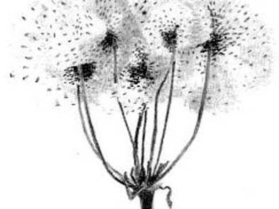 Crayon on paper, 2002