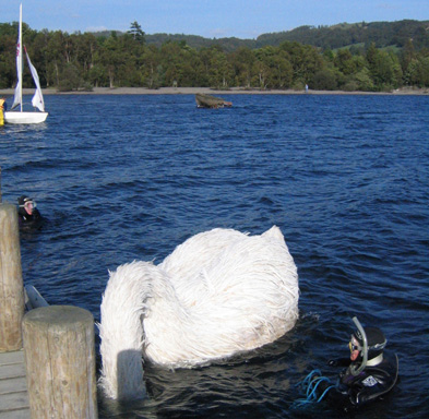 Swan by Kerry Stewart