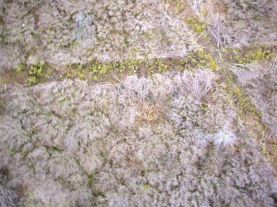 Image of the coppiced cross