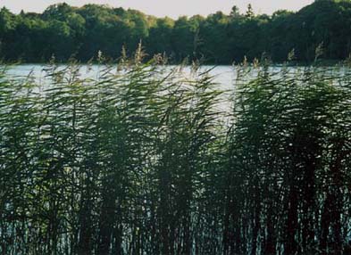 Sophienholm